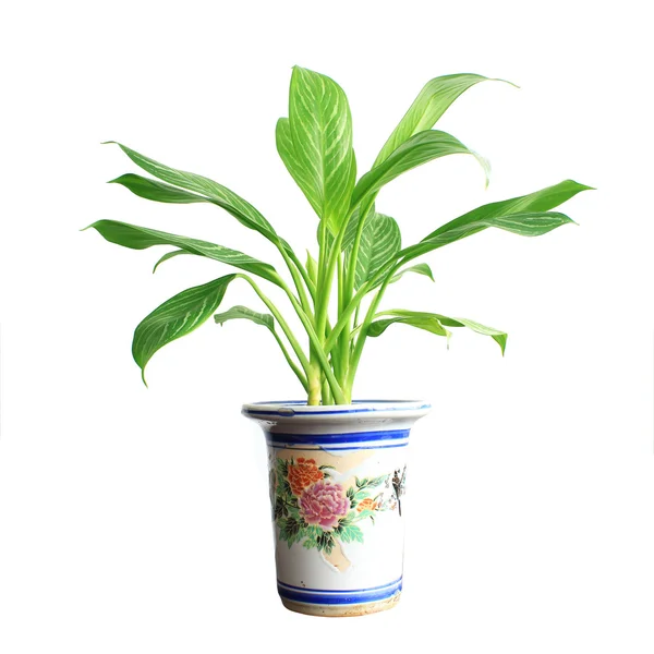 Potted — Stock Photo, Image