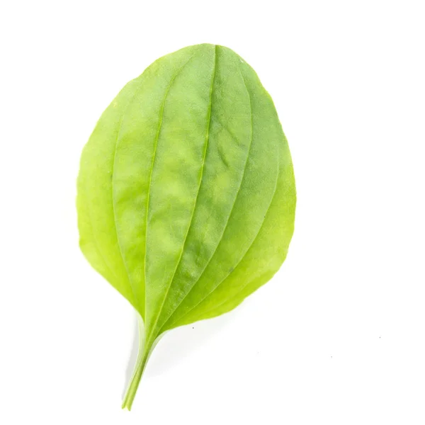 Green leaf — Stock Photo, Image