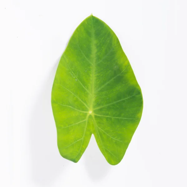 Green leaf — Stock Photo, Image