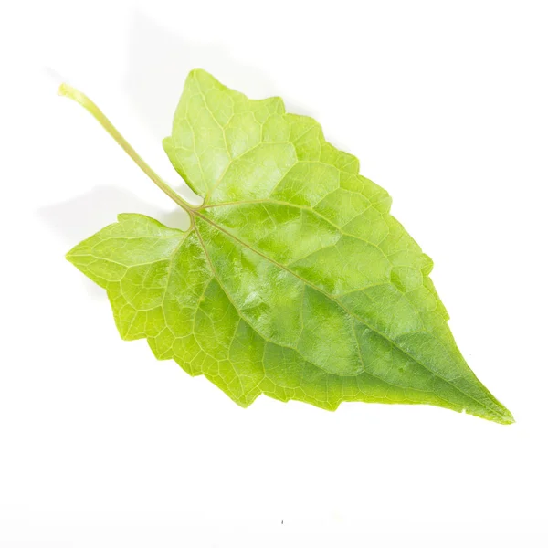 Groen blad — Stockfoto