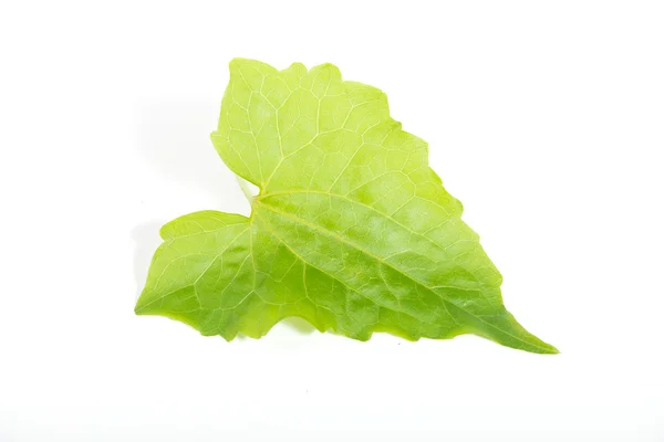 Green leaf — Stock Photo, Image