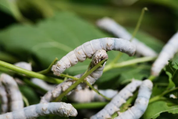 Seidenraupe — Stockfoto