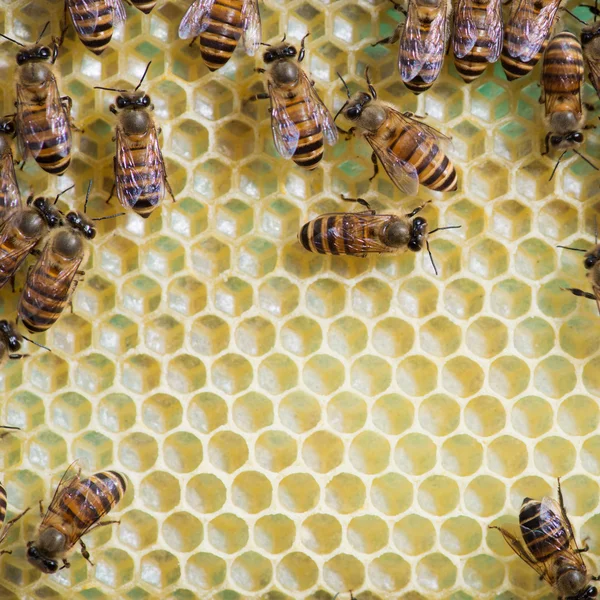 Bees and honeycomb — Stock Photo, Image