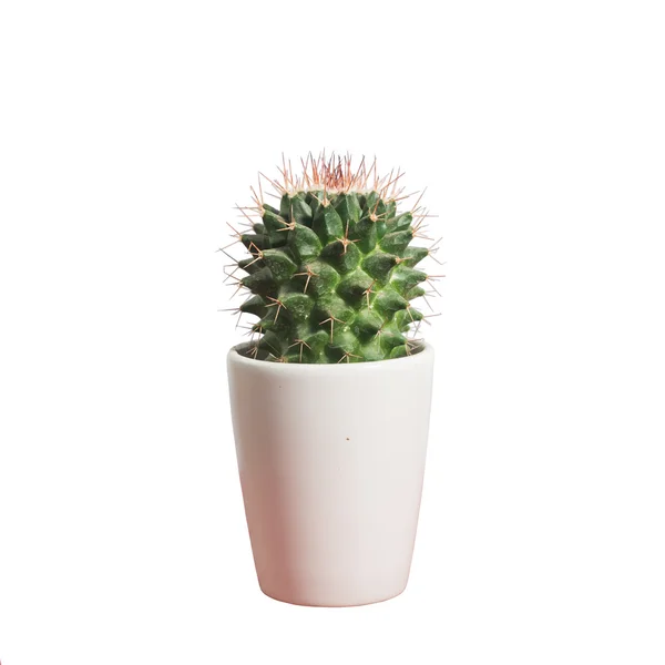 Potted — Stock Photo, Image