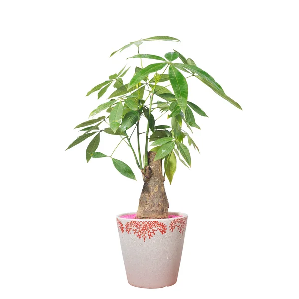 Potted — Stock Photo, Image