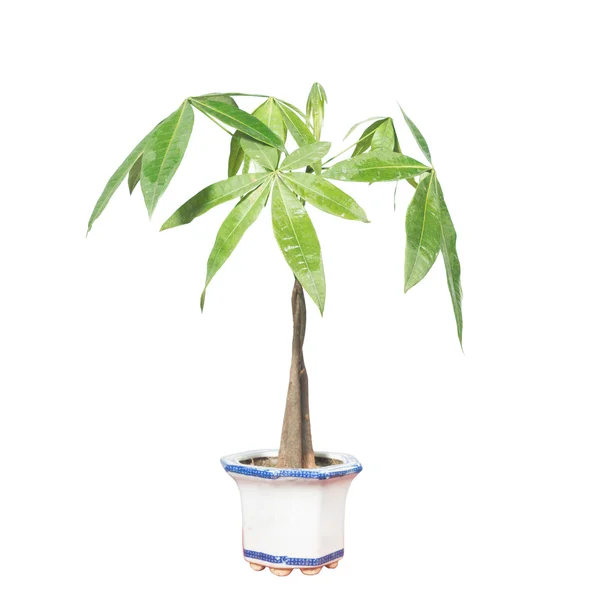 Potted — Stock Photo, Image