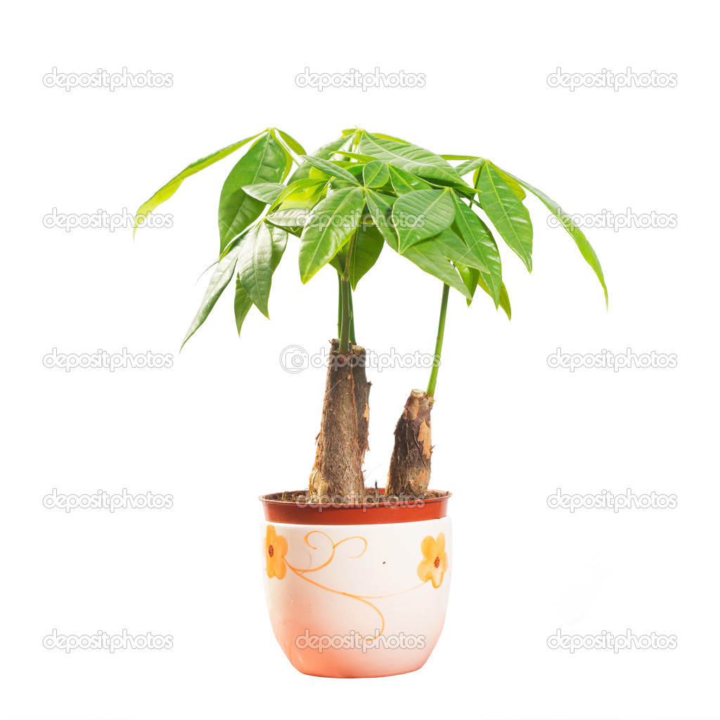 Potted