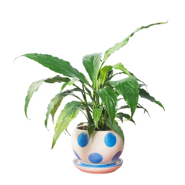 Potted — Stock Photo, Image