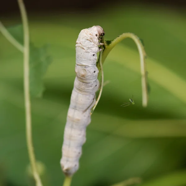 Seidenraupe — Stockfoto