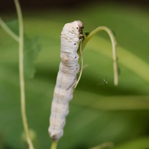 Silkworm Stock Photos, Royalty Free Silkworm Images Depositphotos