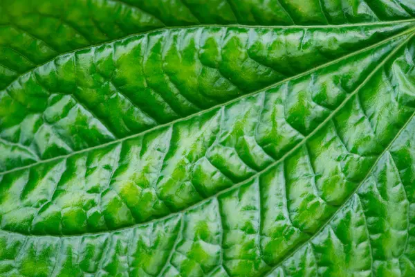 Textura de la hoja — Foto de Stock