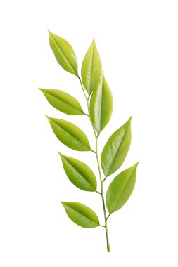Dalbergia odoriferat