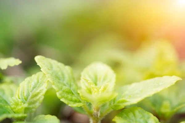 Bladeren onder de zon — Stockfoto