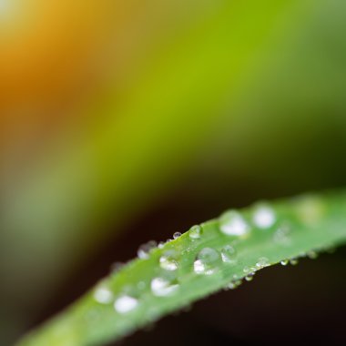 çiğ ve yaprakları