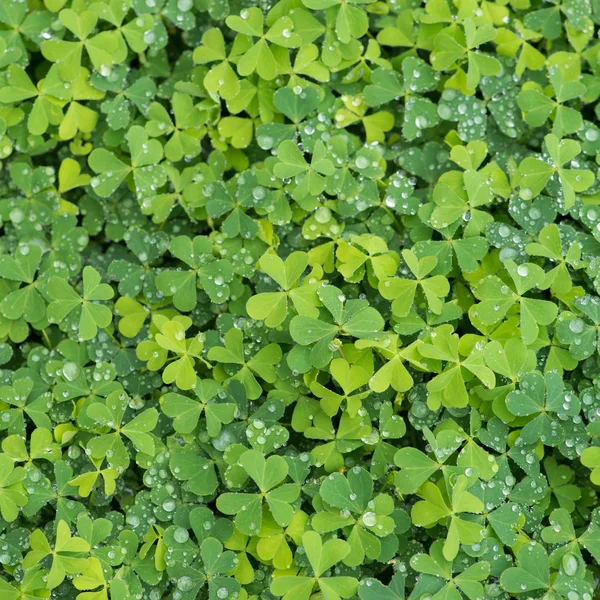 Rie blad klaverblaadjes — Stockfoto