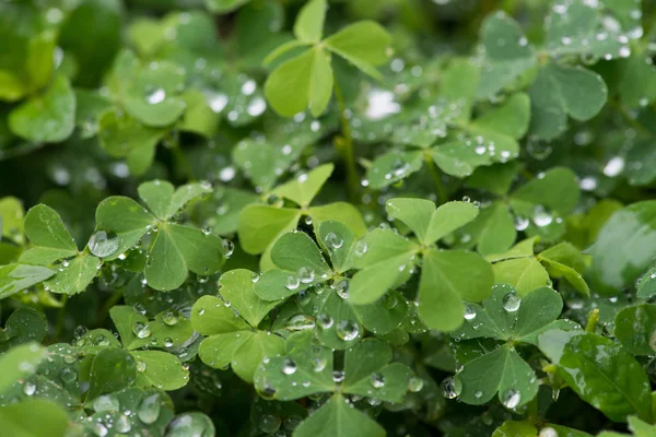 Rie blad klaverblaadjes — Stockfoto