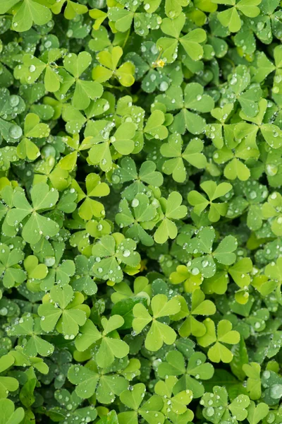 Rie blad klaverblaadjes — Stockfoto