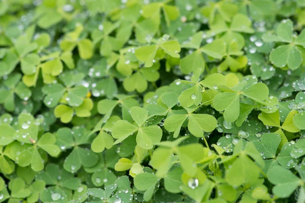 Re blad klöver — Stockfoto