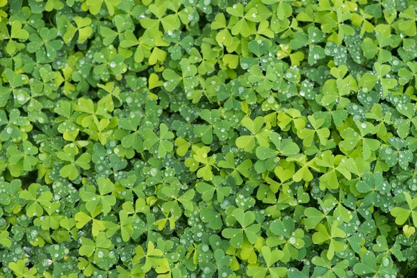 Hree leaf clovers — Stock Photo, Image