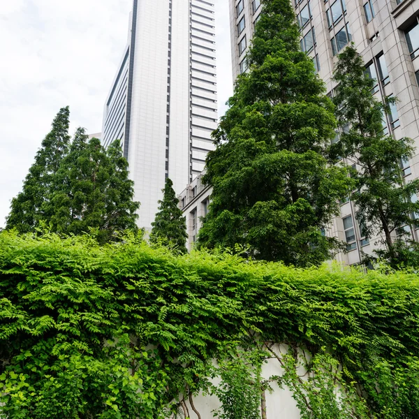 Árvores e edifícios — Fotografia de Stock