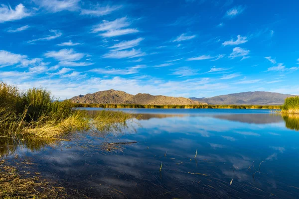 Canne e lago — Foto Stock