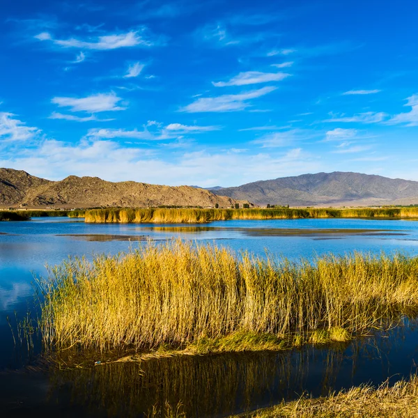 Riet — Stockfoto