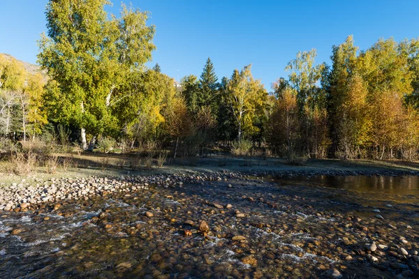 Birch trees — Stock Photo, Image