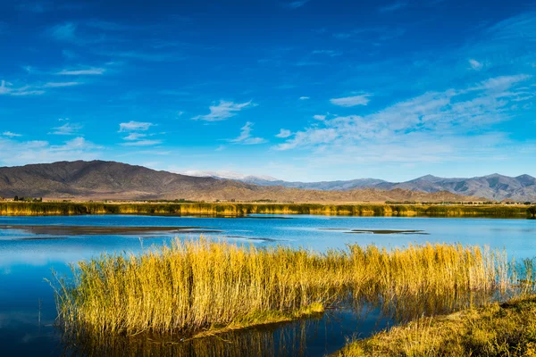 Riet — Stockfoto