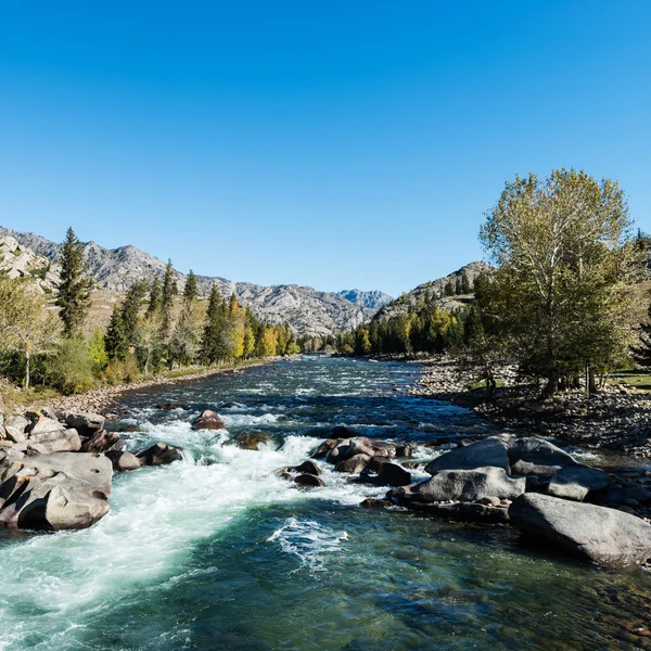 Birken — Stockfoto