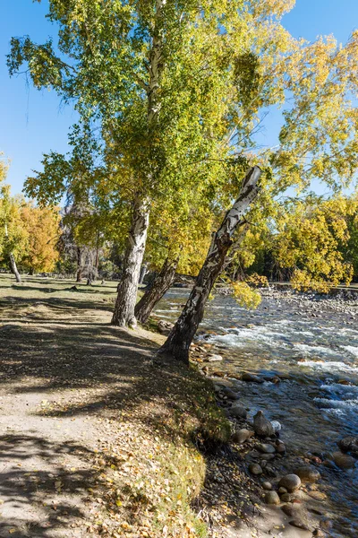 Birch trees — Stock Photo, Image