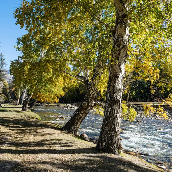 Berkenbomen — Stockfoto