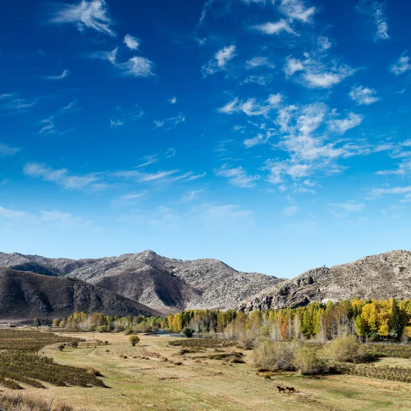 Birch trees — Stock Photo, Image