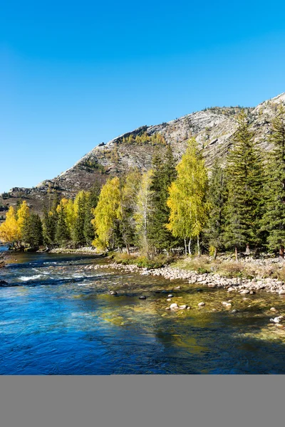 Birch trees — Stock Photo, Image