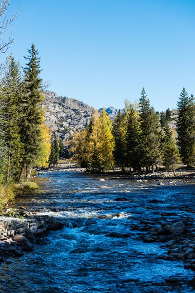 Birch trees — Stock Photo, Image