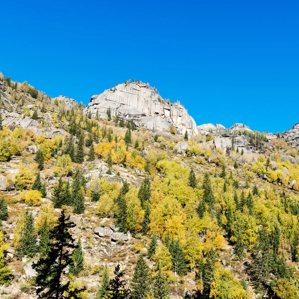 Birch trees — Stock Photo, Image