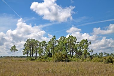 vagon tekerlek yol peyzaj