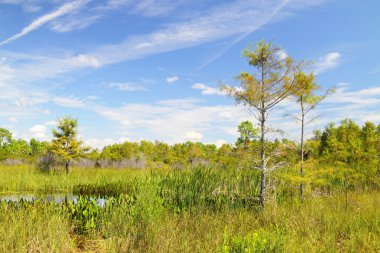 vagon tekerlek yol peyzaj