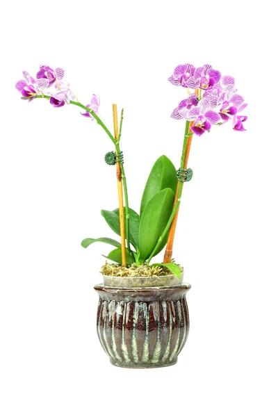 Orquídea púrpura —  Fotos de Stock
