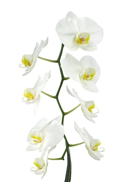 Orquídea branca — Fotografia de Stock