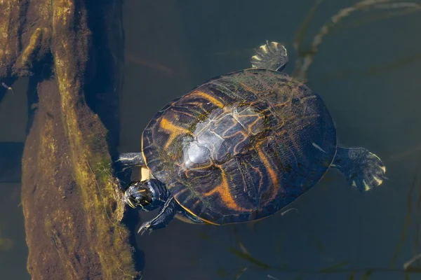 Pond Slider — Stock Photo, Image