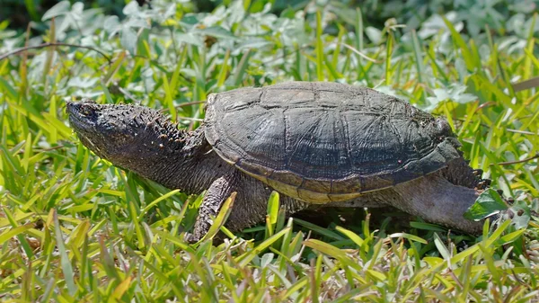 Полосатая черепаха — стоковое фото