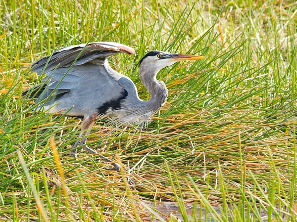 Gran Garza Azul — Foto de Stock