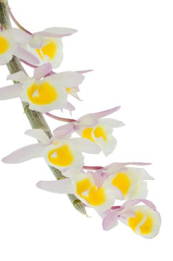 Dendrobium Primulinum