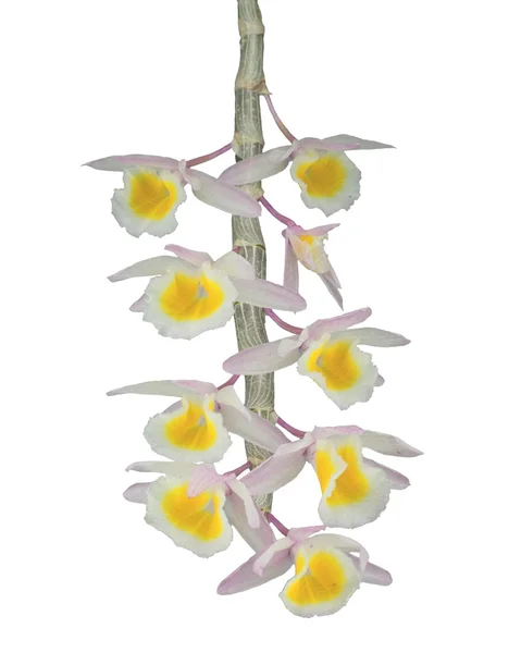 Dendrobium Primulinum — Stock fotografie