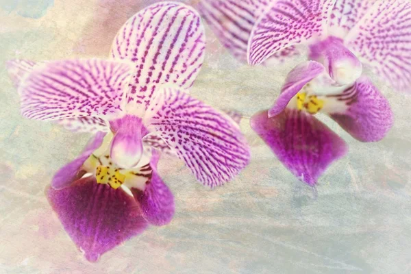 Purpurowa orchidea — Zdjęcie stockowe