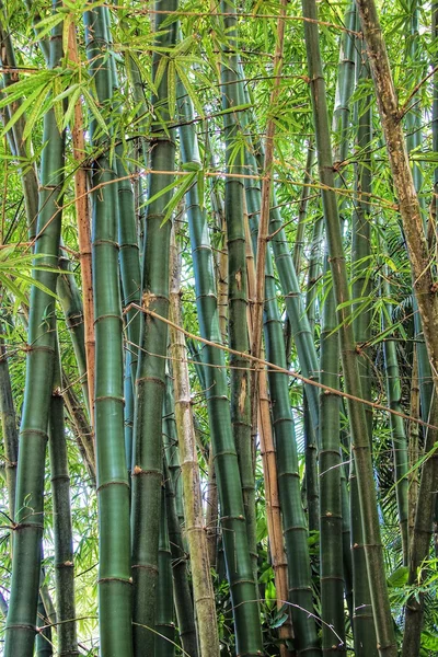 Гігантські бамбук 5667 — стокове фото