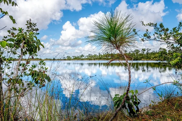 Everglades See — Stockfoto