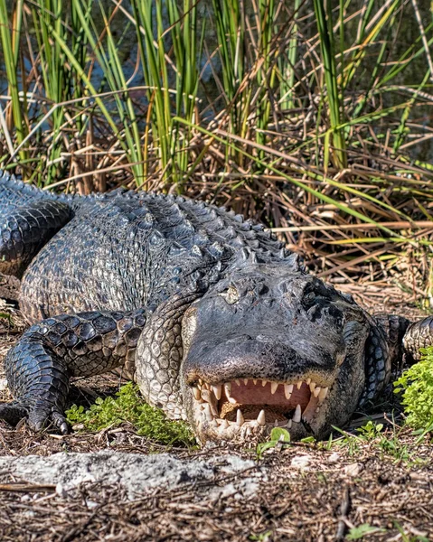 Amerikaanse alligator — Stockfoto