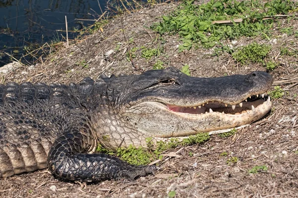 Amerikaanse alligator — Stockfoto