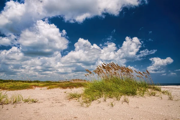 Sea Oats